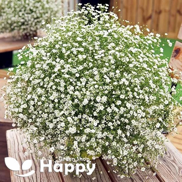 Baby's Breath White - 1000 seeds (Gypsophilla elegans)