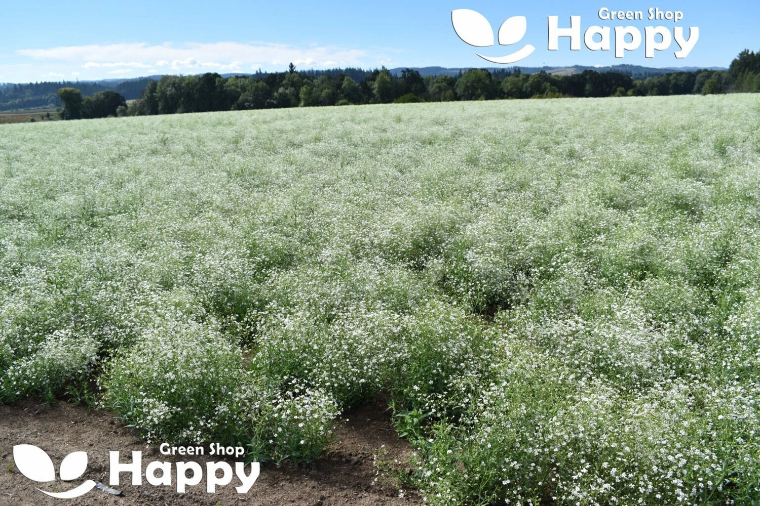 Baby's Breath White - 1000 seeds (Gypsophilla elegans)