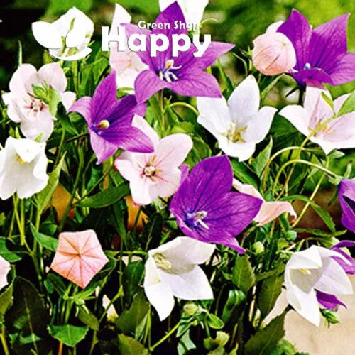 Balloon Flower Mix - 300 seeds (Platycodon Grandiflorus)