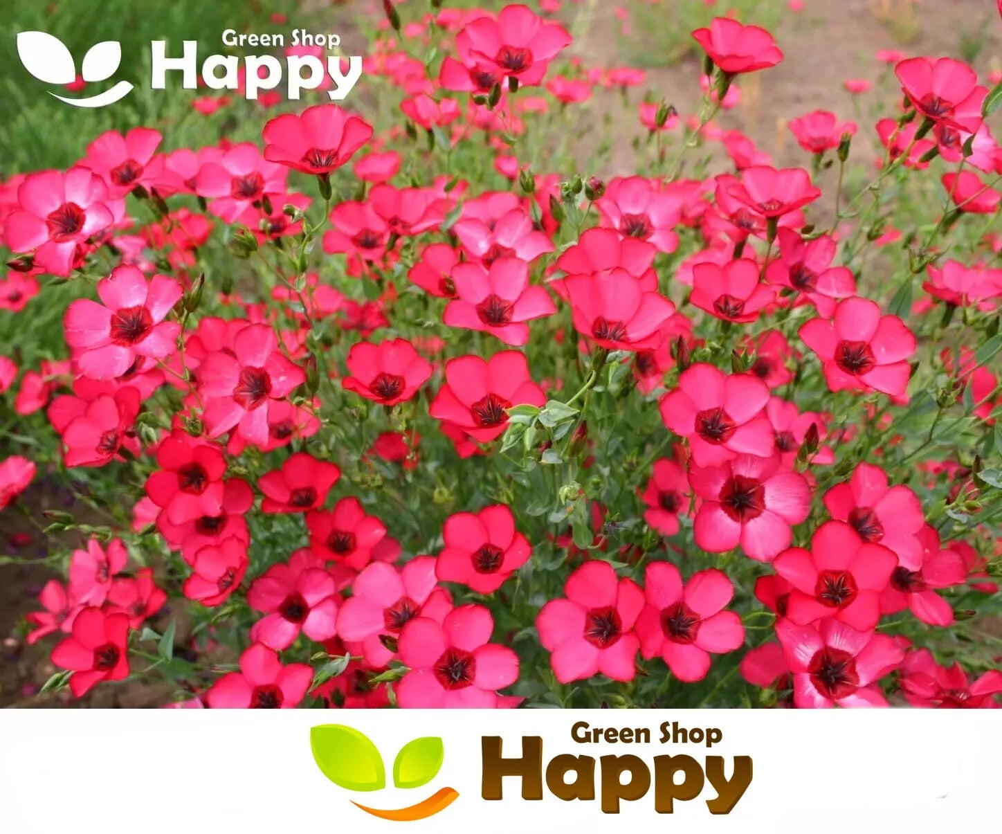 Scarlet flax - 500 seeds (Linum grandiflorum)