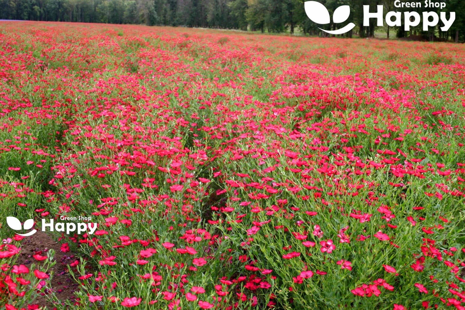 Scarlet flax - 500 seeds (Linum grandiflorum)