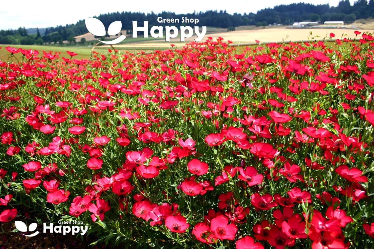 Scarlet flax - 500 seeds (Linum grandiflorum)