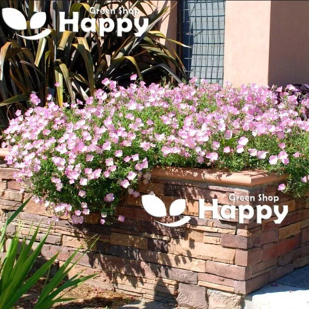 Primrose Flower "Showy Evening" - Silky Orchid Pink - 1000 seeds  (Oenothera speciosa)