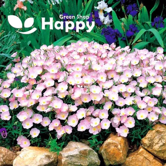 Primrose Flower "Showy Evening" - Silky Orchid Pink - 1000 seeds  (Oenothera speciosa)
