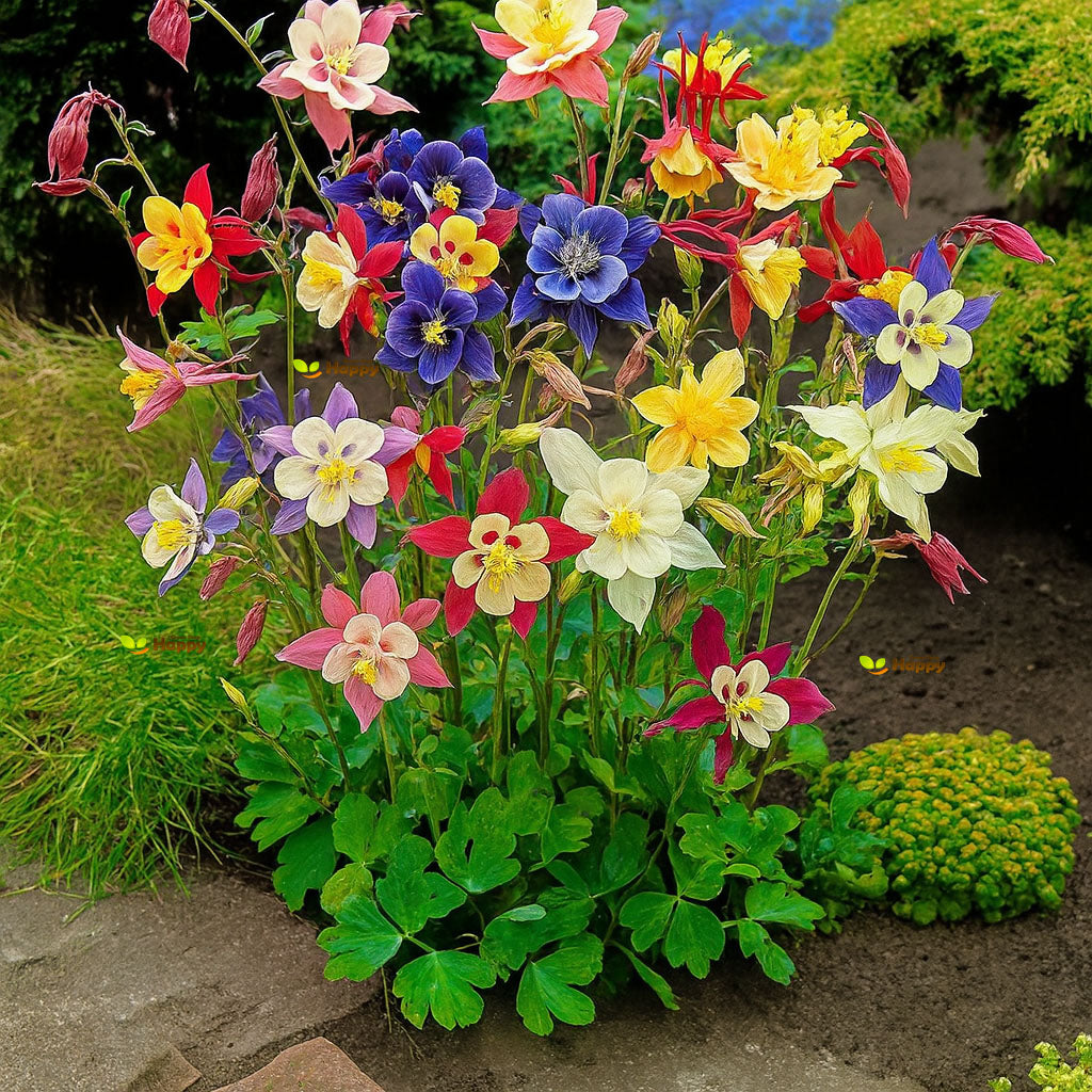 Columbine 'McKana Giant' Mix - 230 seeds (Aquilegia caerulea)