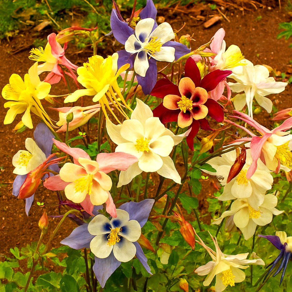 Columbine 'McKana Giant' Mix - 230 seeds (Aquilegia caerulea)