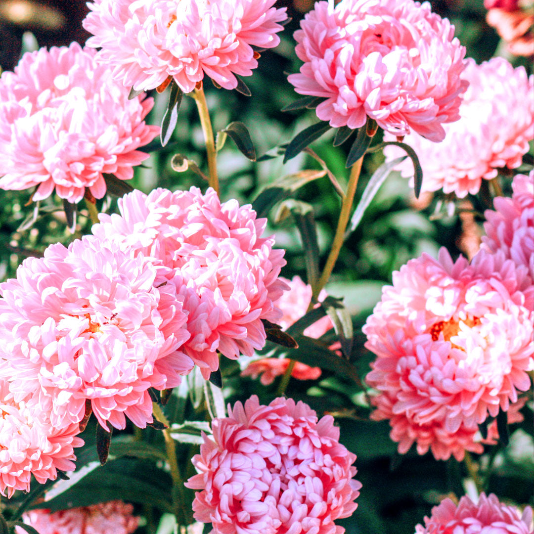 Dwarf Aster "Thousand Wonders Salmon Rose" - 150 seeds (Callistephus Chinensis)