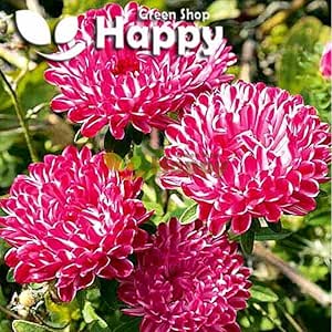 Peony Aster 'Siedajadama' Red - 100 seeds (Callistephus Chinensis)
