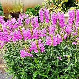 Obedient Plant Purple - 35 seeds (Physostegia Virginiana)
