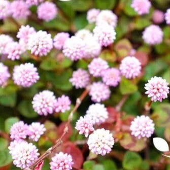 Punching balls Pink - 110 seeds (Polygonum Capitatum)