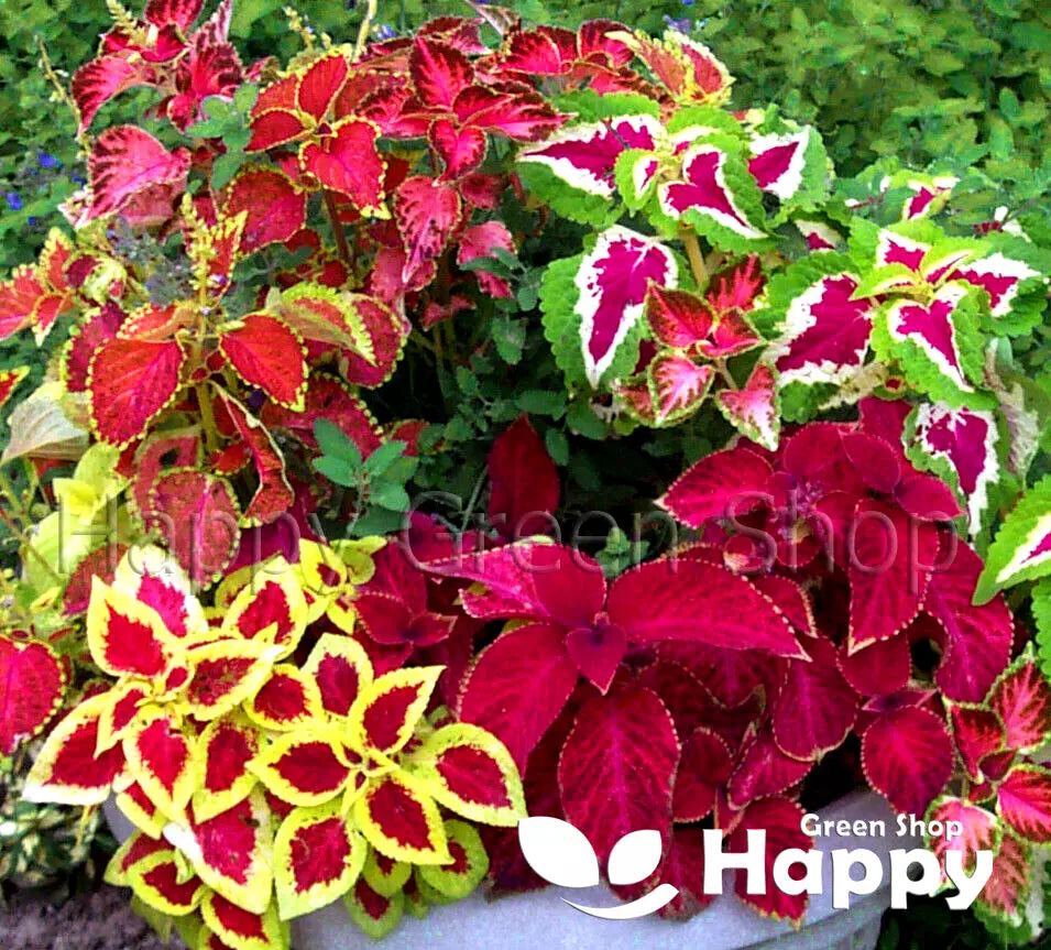 Coleus 'Everest formula' mixed - 130 seeds (Coleus blumei)