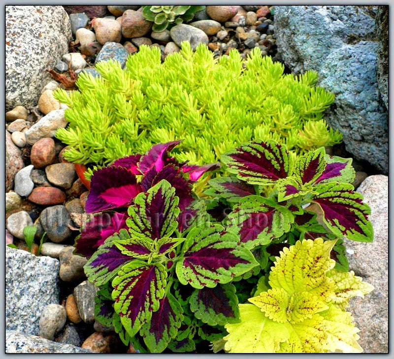 Coleus 'Everest formula' mixed - 130 seeds (Coleus blumei)