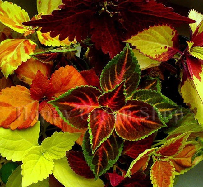 Coleus 'Everest formula' mixed - 130 seeds (Coleus blumei)