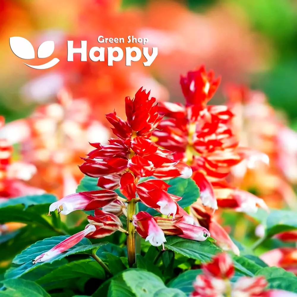 Sage Red-Orange - 30 seeds (Salvia Splendens)