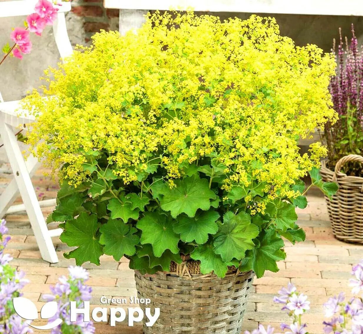 Lady's Mantle - 250 seeds (Alchemilla mollis)