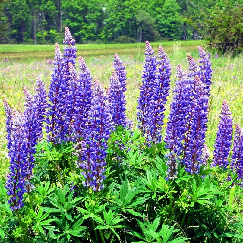 Blue Lupine - 20 seeds (Lupinus Angustifolius)