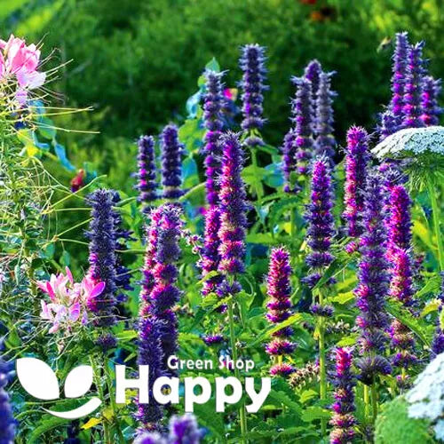 Giant Hyssop Blue - 1200 seeds (Agastache Mexicana)