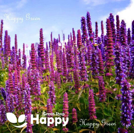 Giant Hyssop Blue - 1200 seeds (Agastache Mexicana)