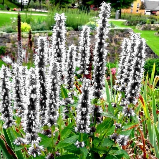 Giant Hyssop White - 1200 seeds (Agastache Mexicana)