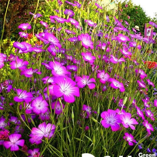 Corn cockle - 500 seeds (Agrostemma Githago)