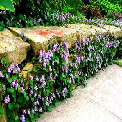 Kenilworth ivy - 400 seeds (Cymbalaria Muralis)