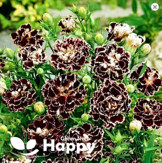 Carnation Black - 100 seeds (Dianthus Heddewigii Chianti)