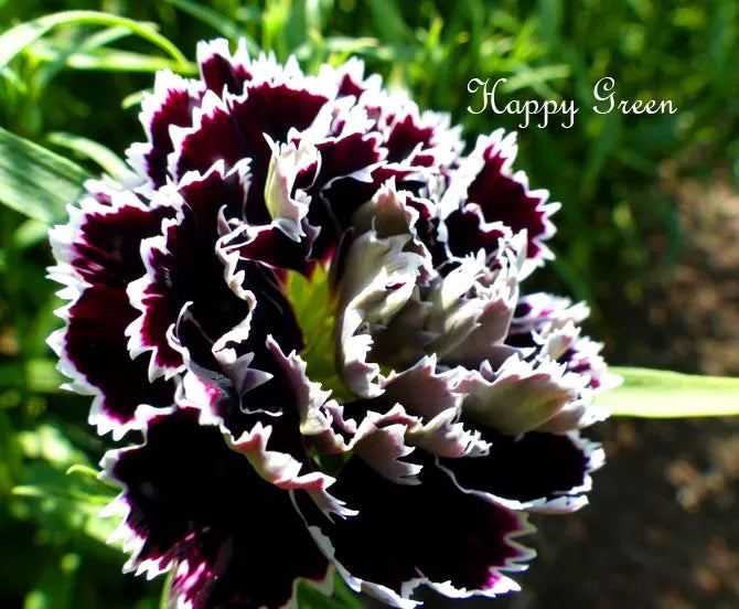 Carnation Black - 100 seeds (Dianthus Heddewigii Chianti)