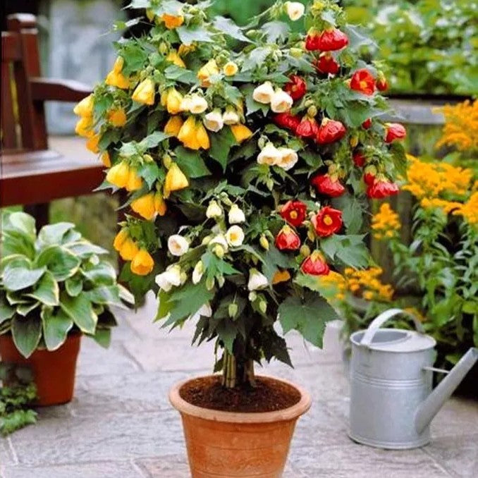 Flowering Maple Mix - 30 seeds (Abutilon Hybridum Bellevue)