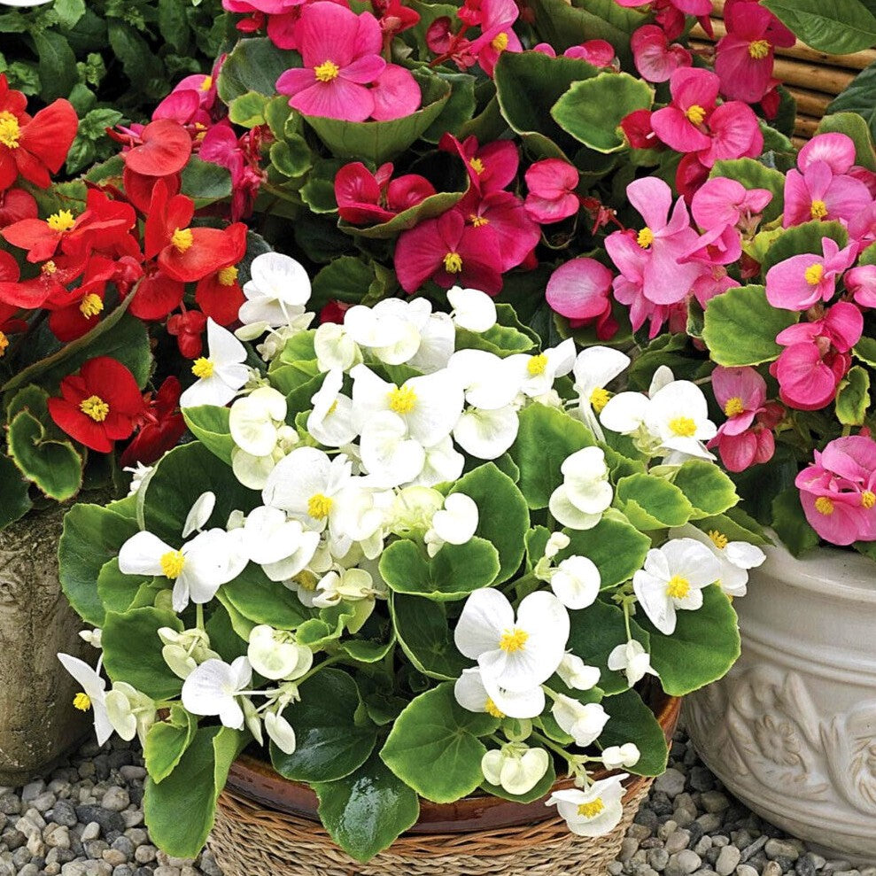 Wax Begonia Dwarf Mix - 2000 seeds (Begonia semperflorens)