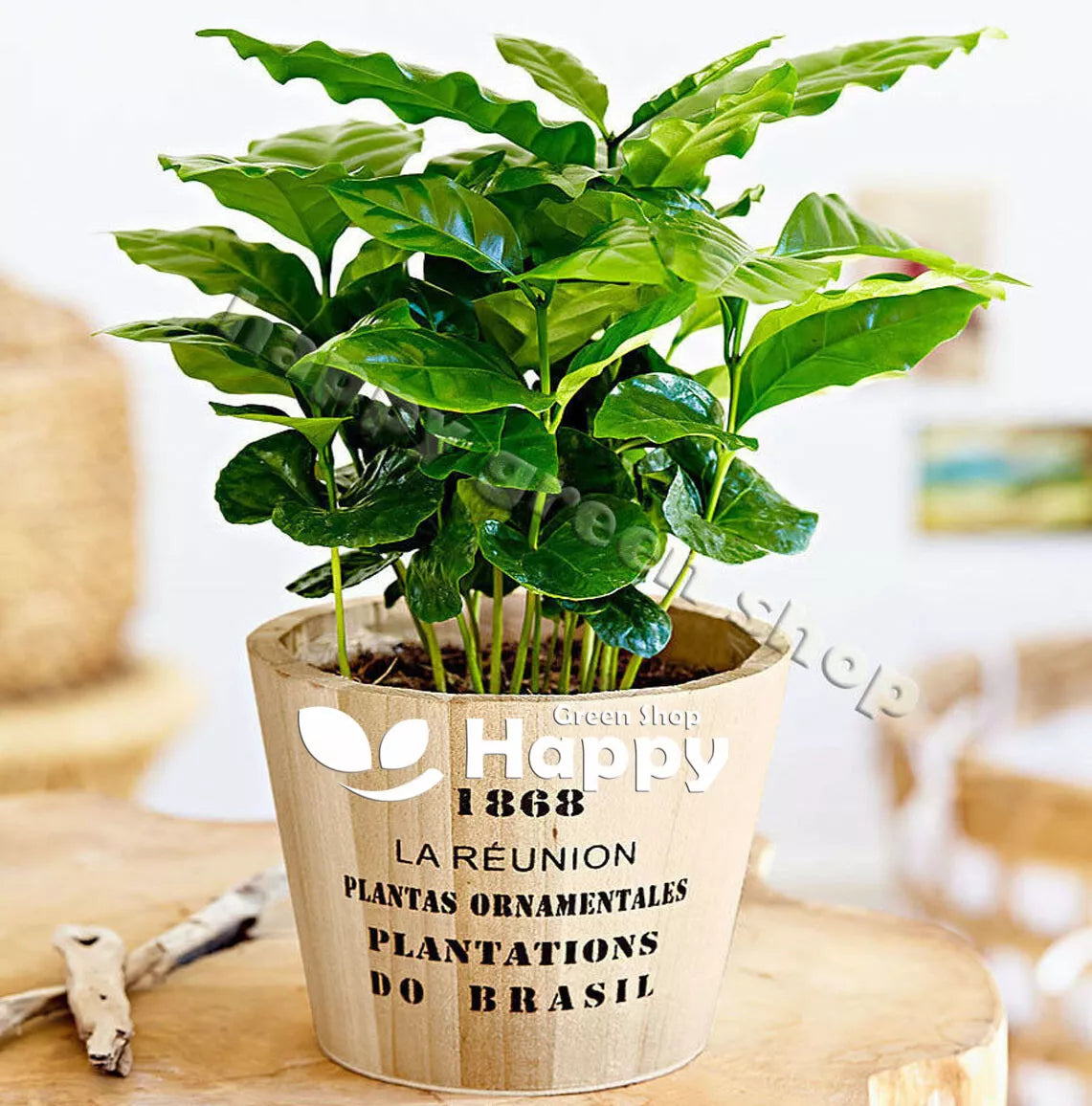 Coffee plant - 10 seeds (Coffea arabica nana)