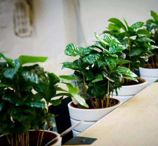 Coffee plant - 10 seeds (Coffea arabica nana)
