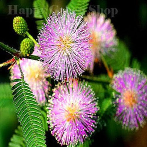 Sensitive Plant - 75 seeds (Mimosa Pudica)