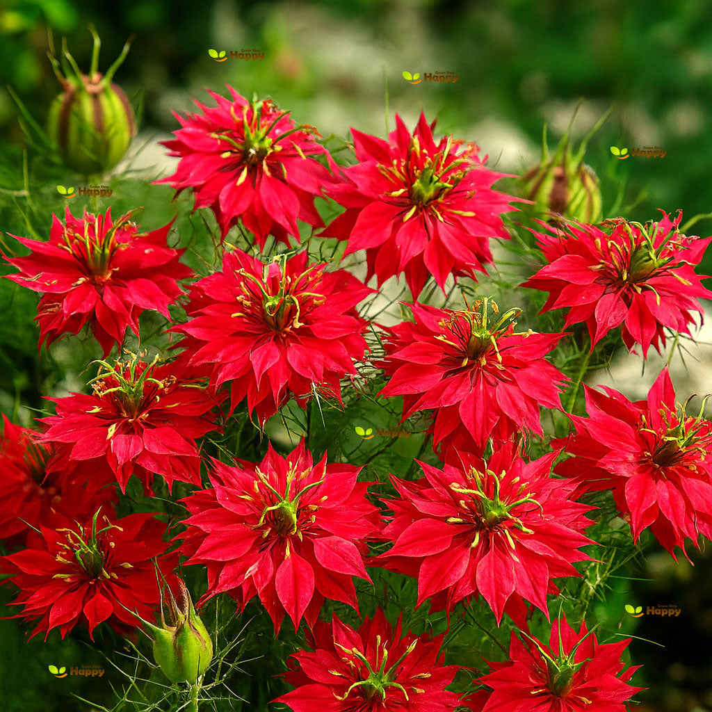 Love in a mist `Persian Jewels` red - 500 Seeds (Nigella damascena)