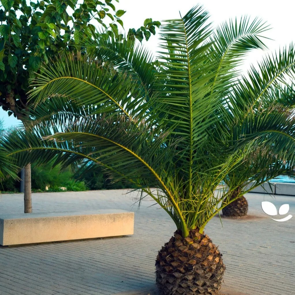 Canary island Palm - 5 seeds (Phoenix canariensis)