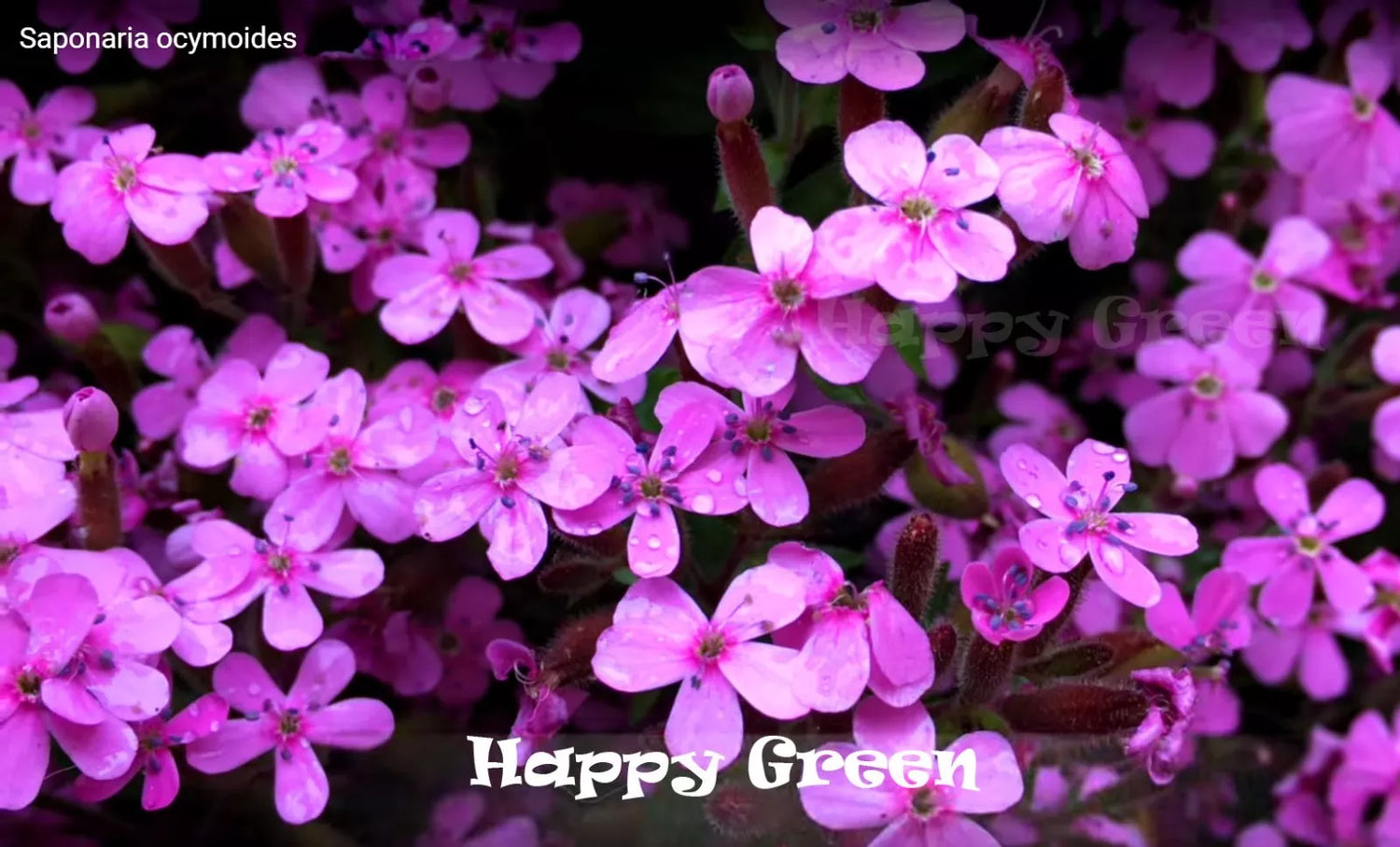 Soapwort - 800 seeds (Saponaria ocymoides)