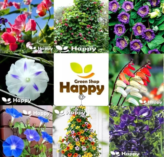 Climbing Flower Mix - 3gr Seeds Mina Sweet Pea, Cobaea Bean, Morning Glory