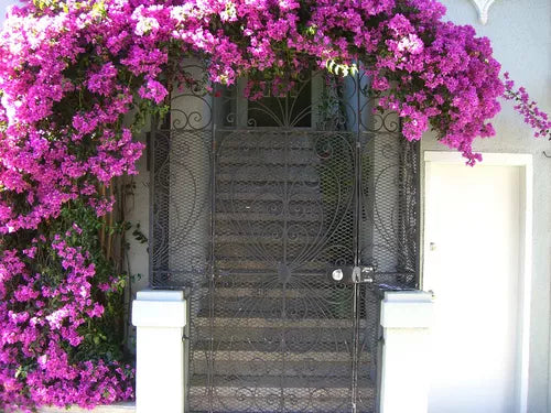 Climbing Flower Mix - 3gr Seeds Mina Sweet Pea, Cobaea Bean, Morning Glory