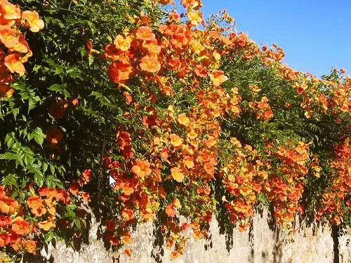 Climbing Flower Mix - 3gr Seeds Mina Sweet Pea, Cobaea Bean, Morning Glory