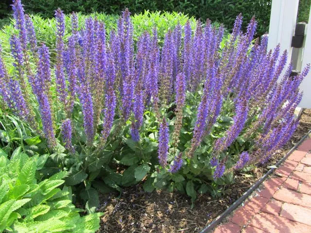 Rockery Garden Mixed Flower Seeds - 0.5g