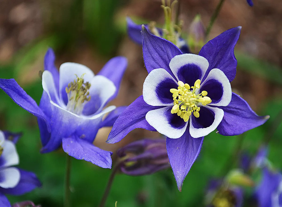 Rockery Garden Mixed Flower Seeds - 0.5g