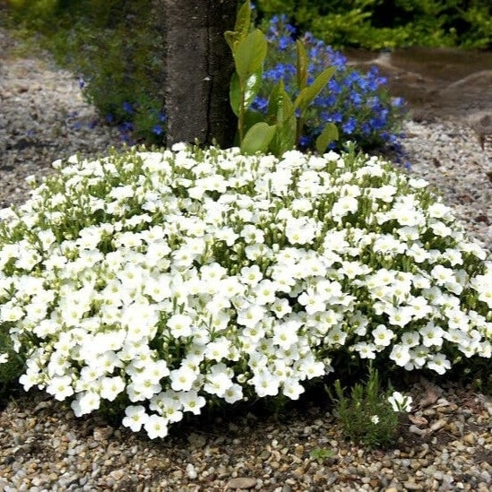 Mountain Daisy White - 50 seeds (Arenaria Montana white)
