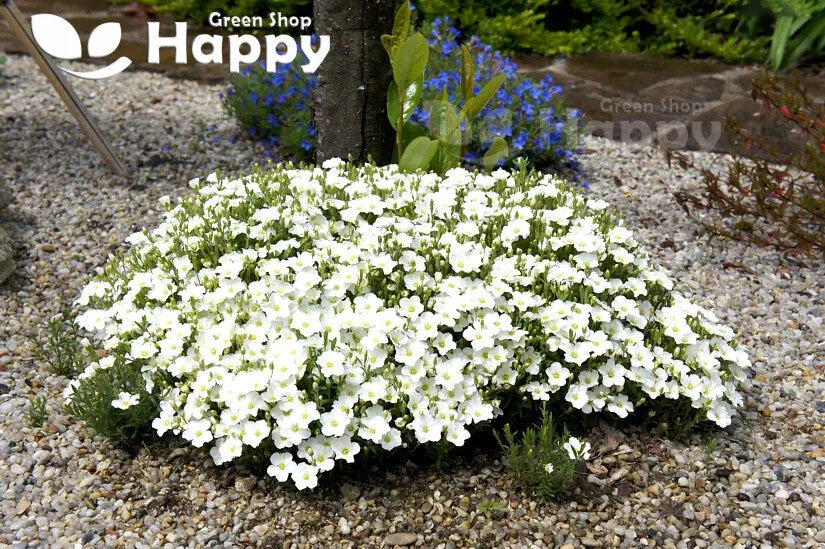 Mountain Daisy White - 50 seeds (Arenaria Montana white)