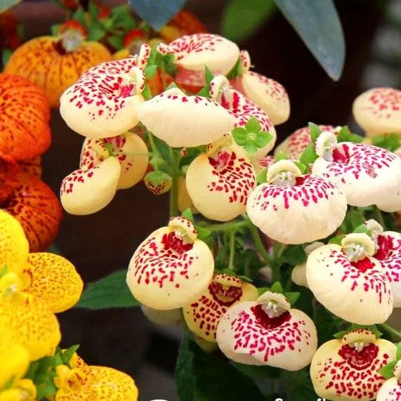 Pocketbook Plant Mix - 200 seeds (Calceolaria herbeohybrida)