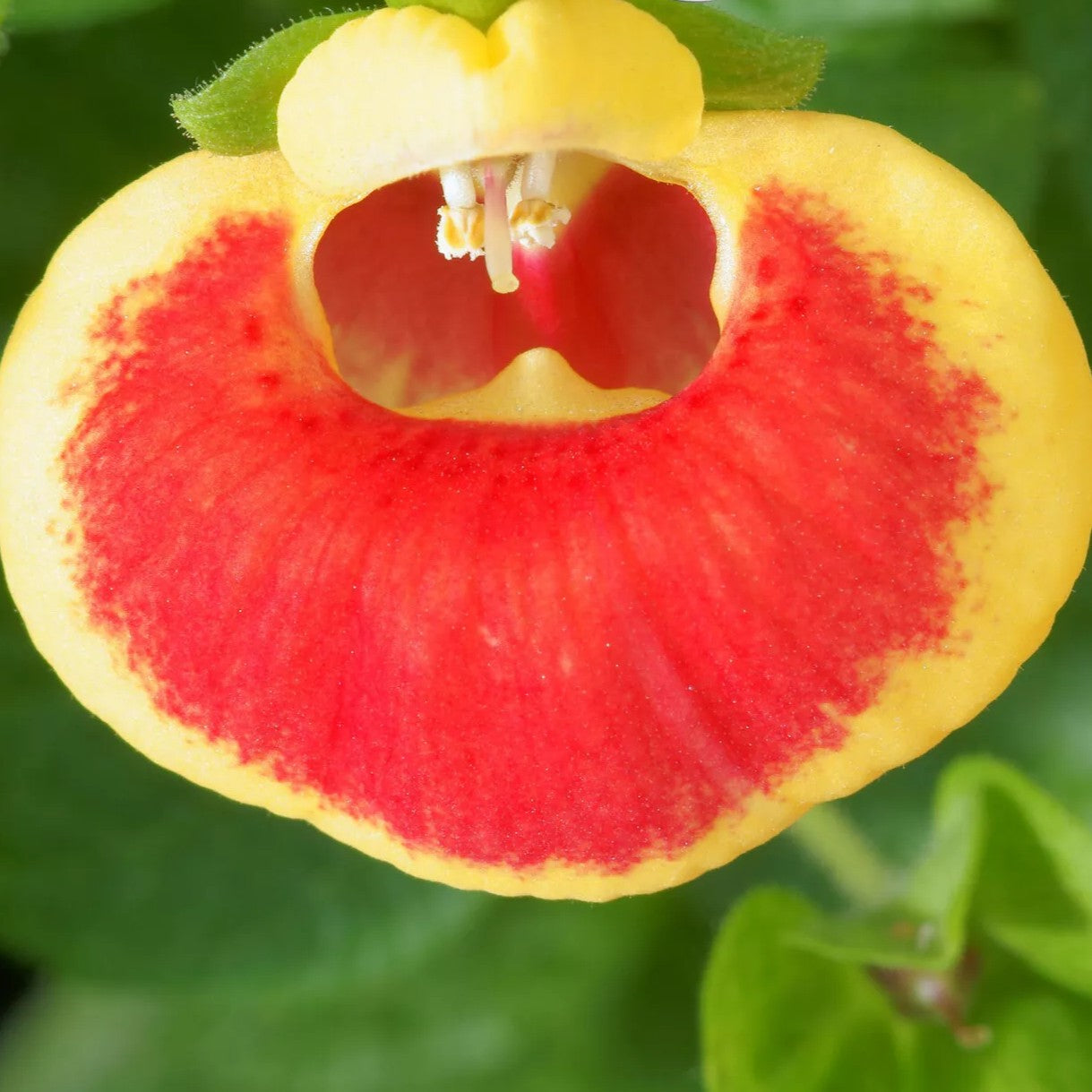 Pocketbook Plant Mix - 200 seeds (Calceolaria herbeohybrida)