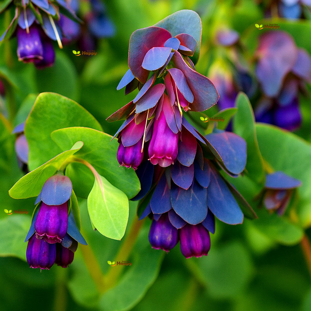Honeywort - 35 seeds (Cerinthe Major)