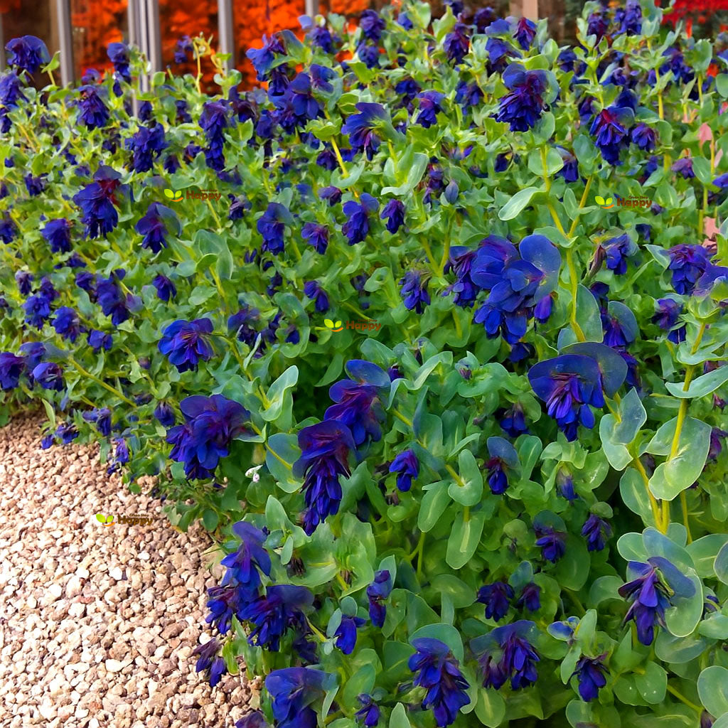 Honeywort - 35 seeds (Cerinthe Major)
