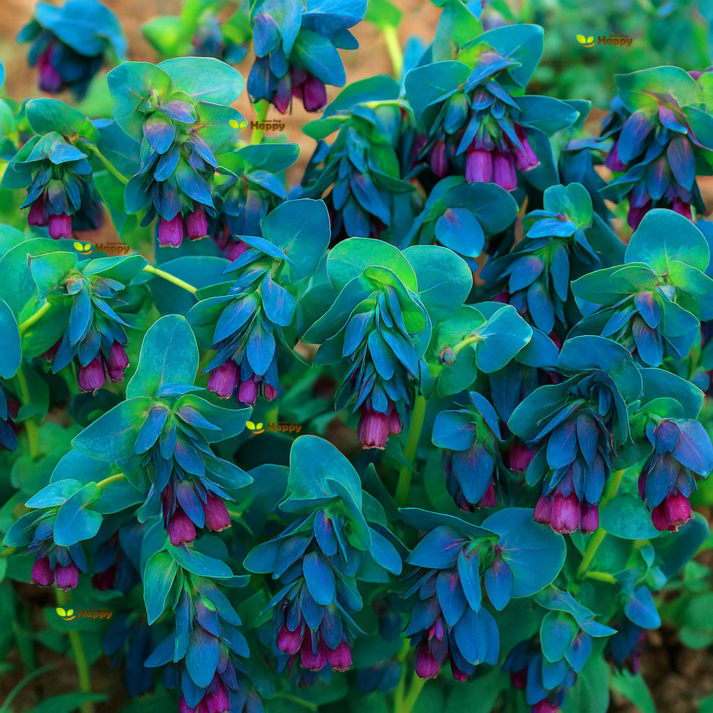 Honeywort - 35 seeds (Cerinthe Major)