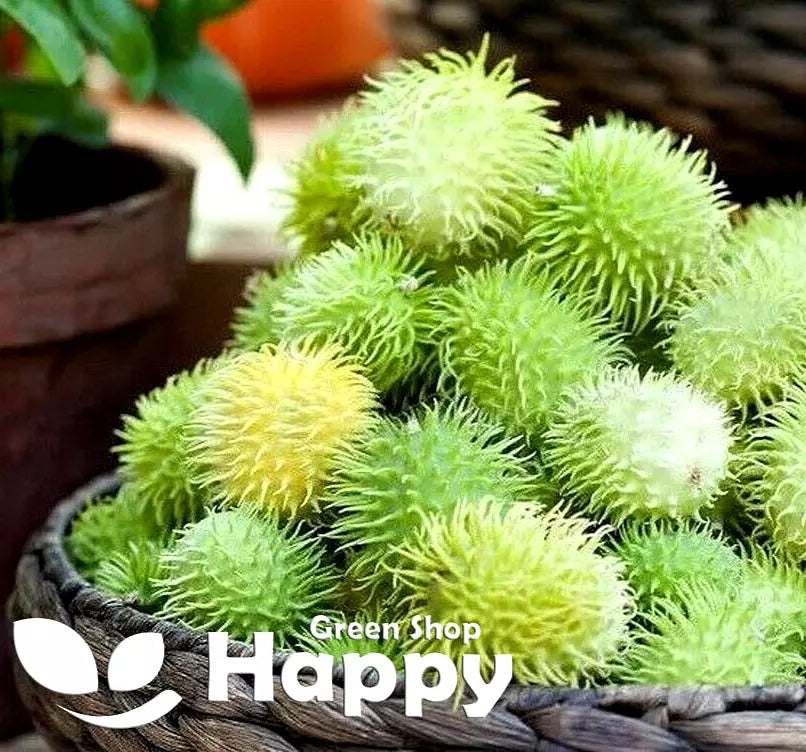 Hedgehog Gourd - 25 seeds (Cucumis Dipsaceus)