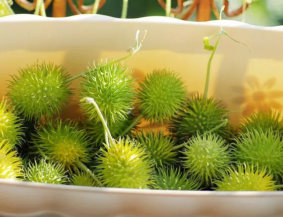 Hedgehog Gourd - 25 seeds (Cucumis Dipsaceus)