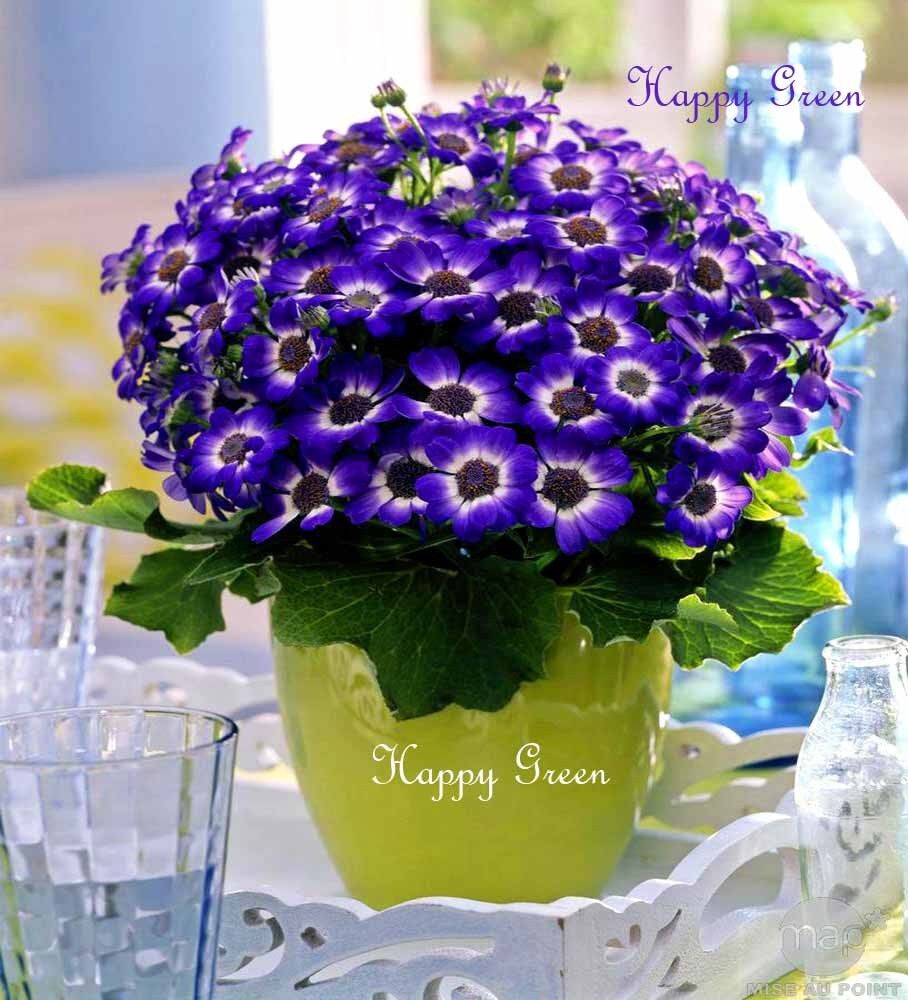 Cineraria hybrida dwarf mix `Amigo Strain` - 10 seeds (Senecio hybridus nana)